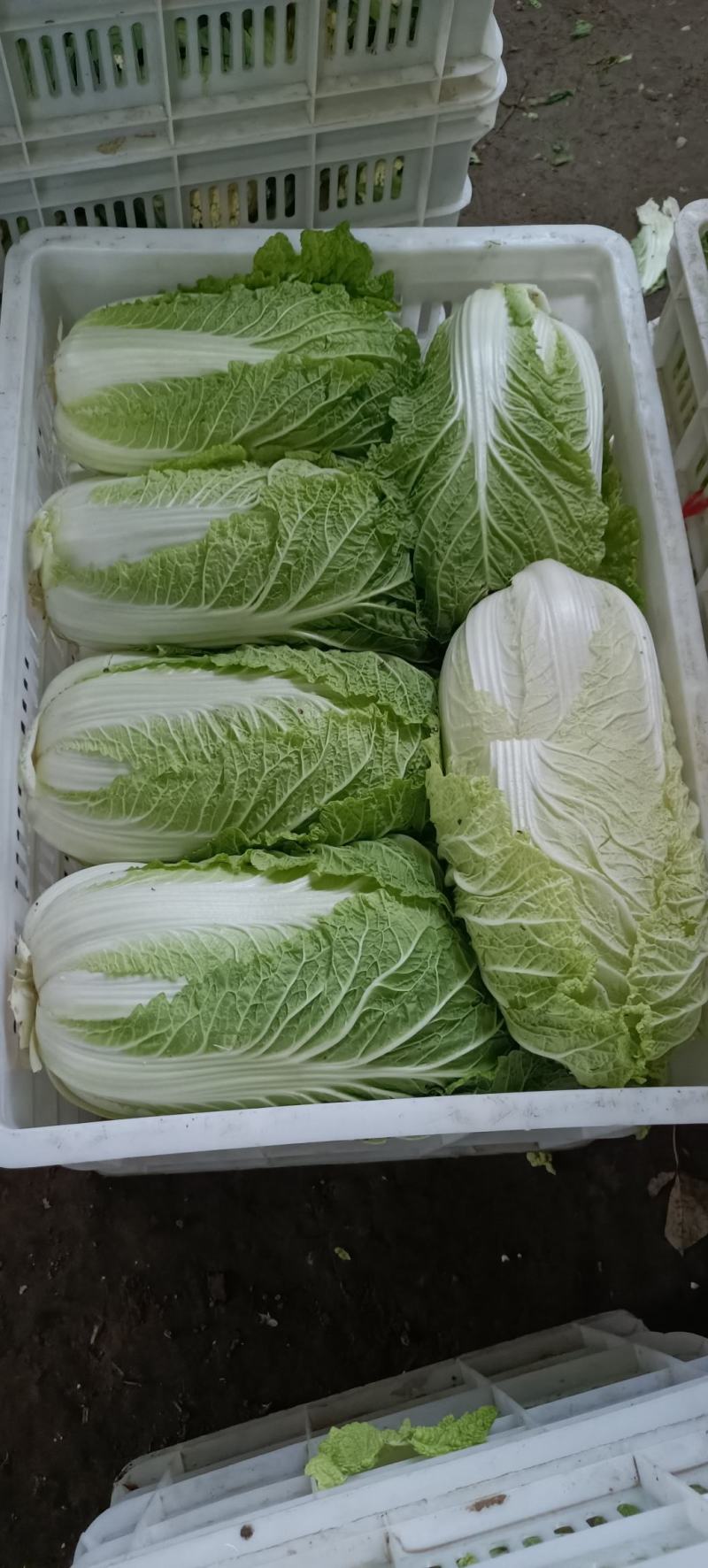 山东白菜大量上市中，有87---14！有纯黄心的秋宝！
