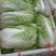 山东白菜大量上市中，有87---14！有纯黄心的秋宝！