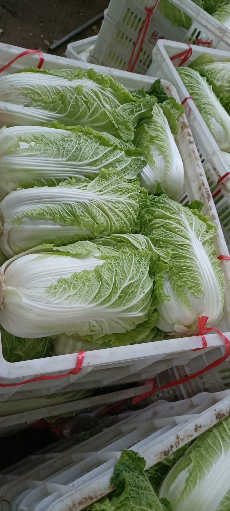 山东白菜大量上市中，有87---14！有纯黄心的秋宝！