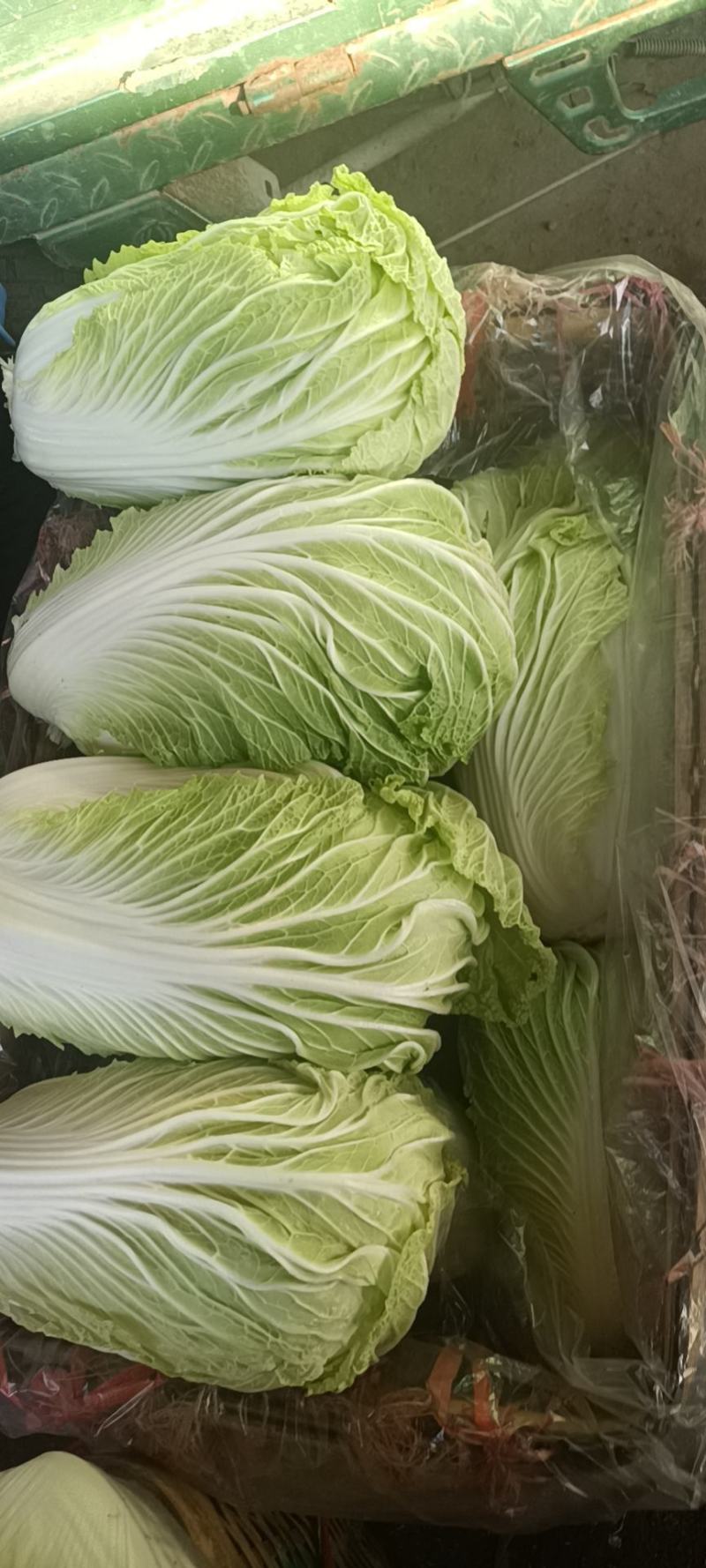 山东白菜大量上市中，有87---14！有纯黄心的秋宝！