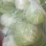 山东白菜大量上市中，有87---14！有纯黄心的秋宝！