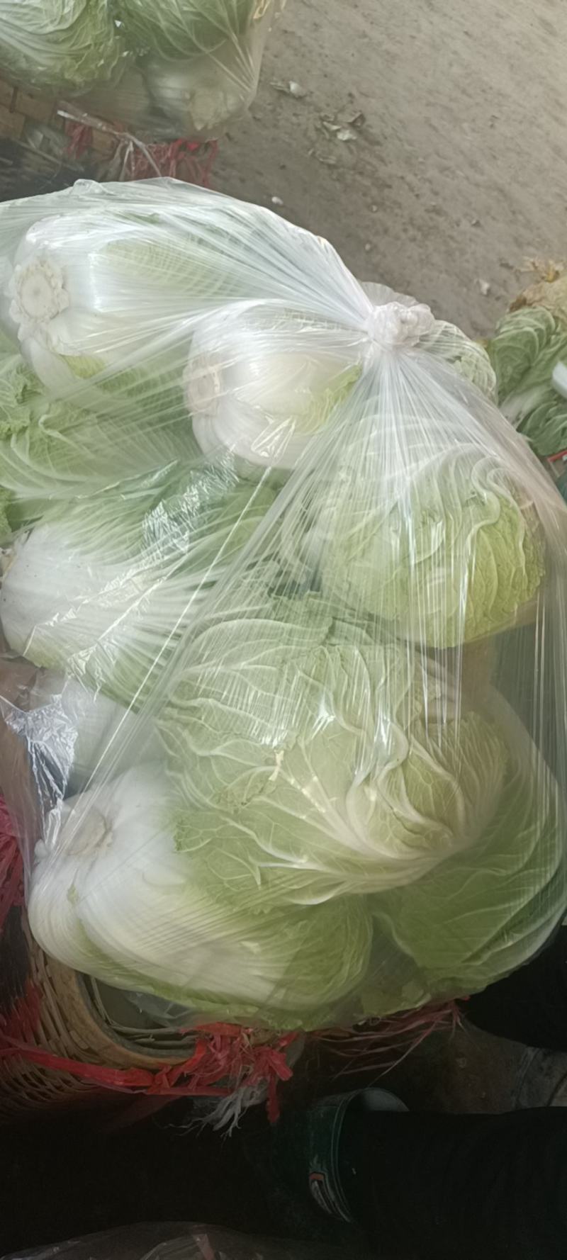 山东白菜大量上市中，有87---14！有纯黄心的秋宝！