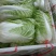 山东白菜大量上市中，有87---14！有纯黄心的秋宝！