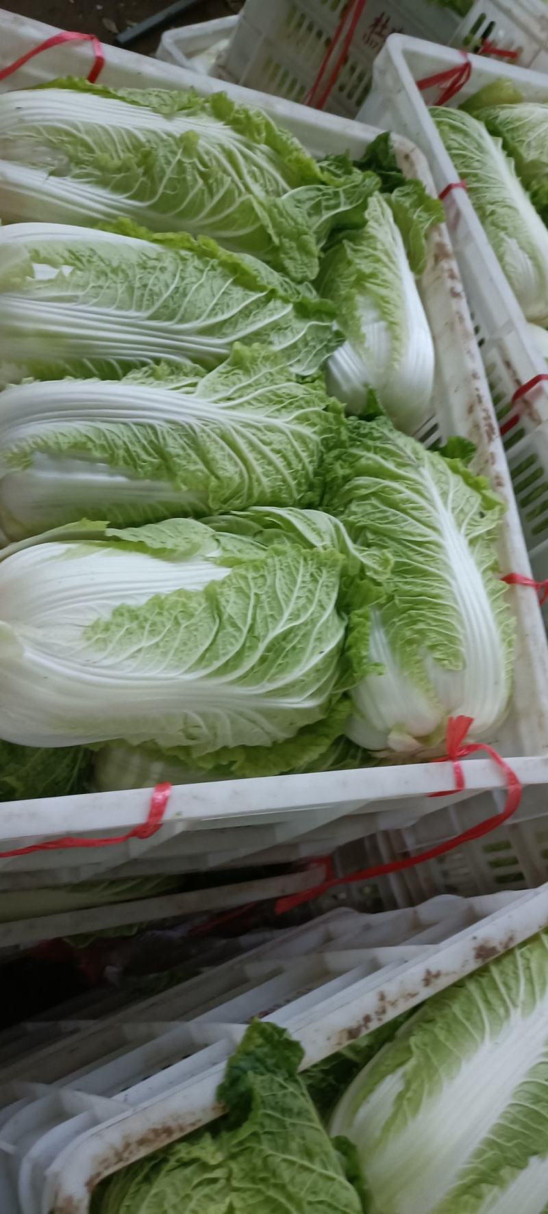 山东白菜大量上市中，有87---14！有纯黄心的秋宝！
