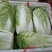 山东白菜大量上市中，有87---14！有纯黄心的秋宝！