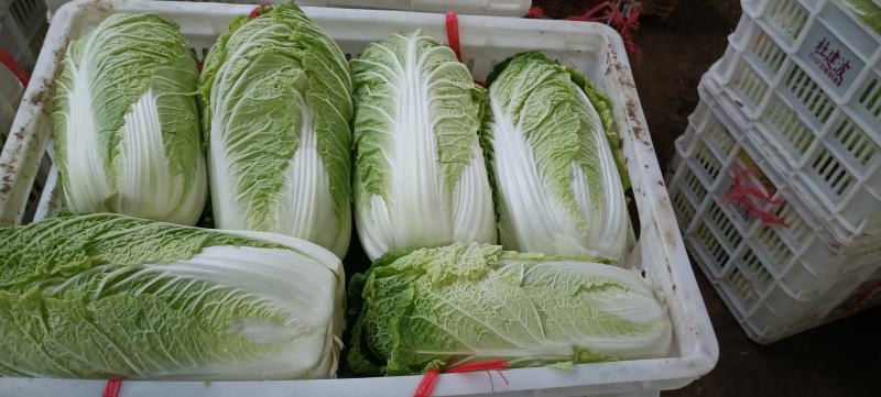 山东白菜大量上市中，有87---14！有纯黄心的秋宝！