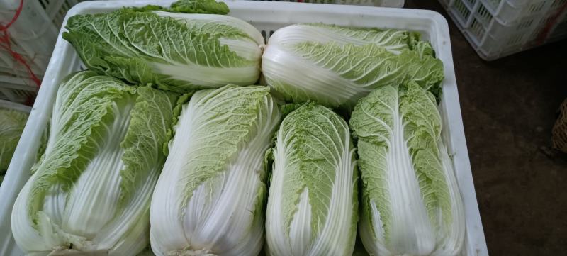 山东白菜大量上市中，有87---14！有纯黄心的秋宝！