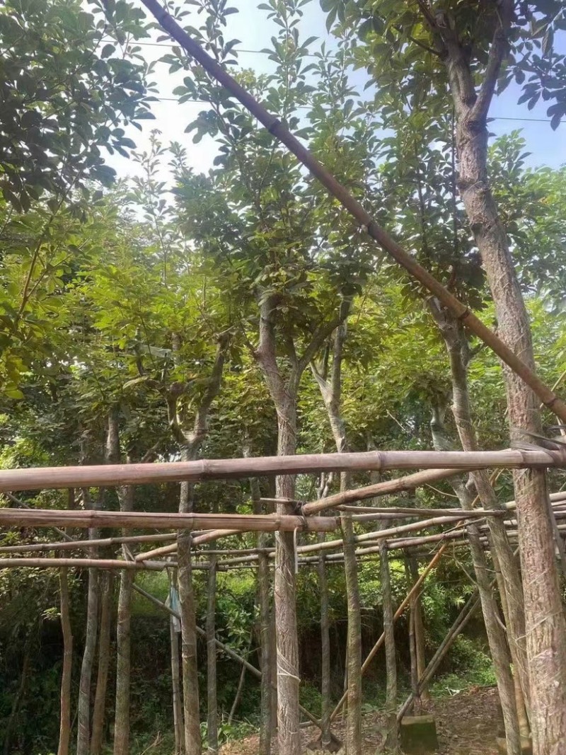 紫花风铃木各种规格齐全。欢迎联系。