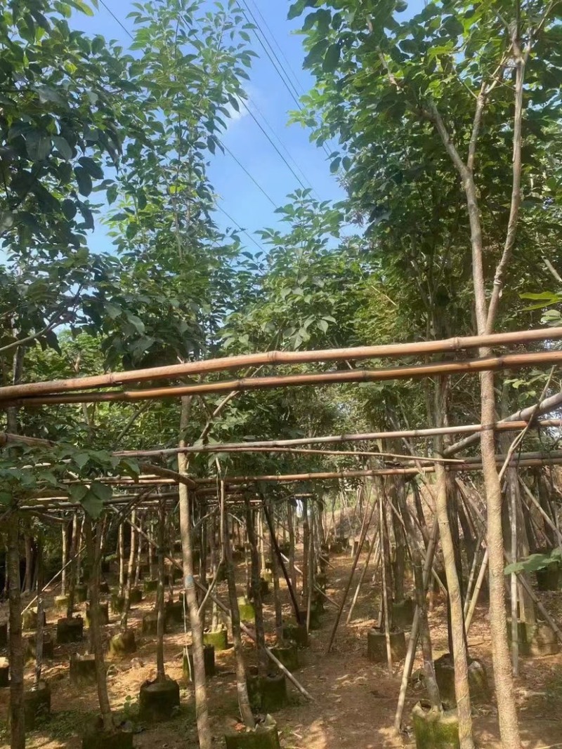 紫花风铃木各种规格齐全。欢迎联系。