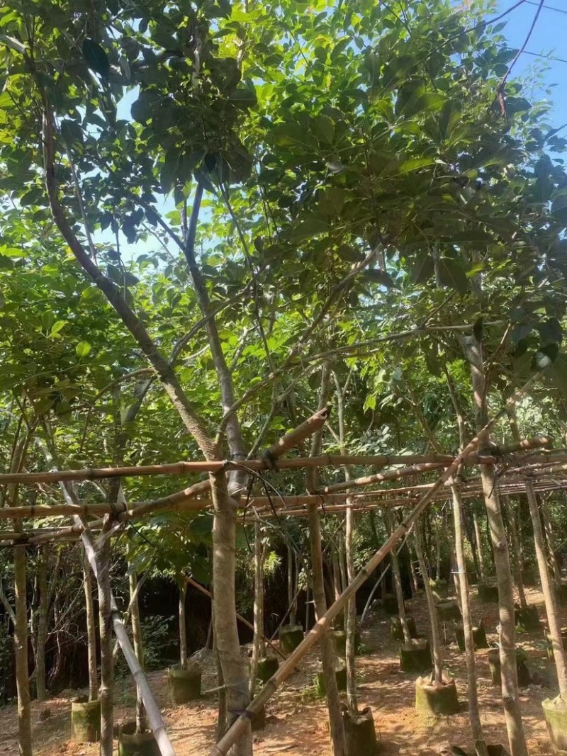 紫花风铃木各种规格齐全。欢迎联系。
