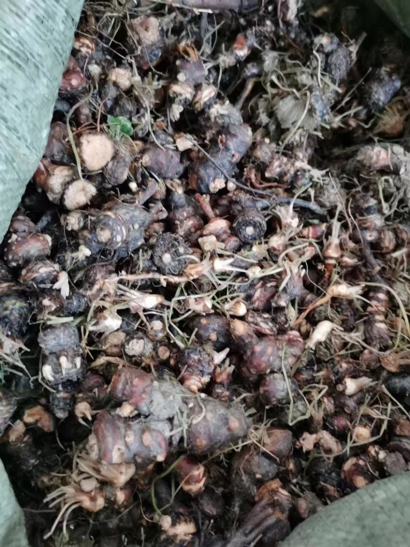 苗圃产出红花酢酱草量大从优