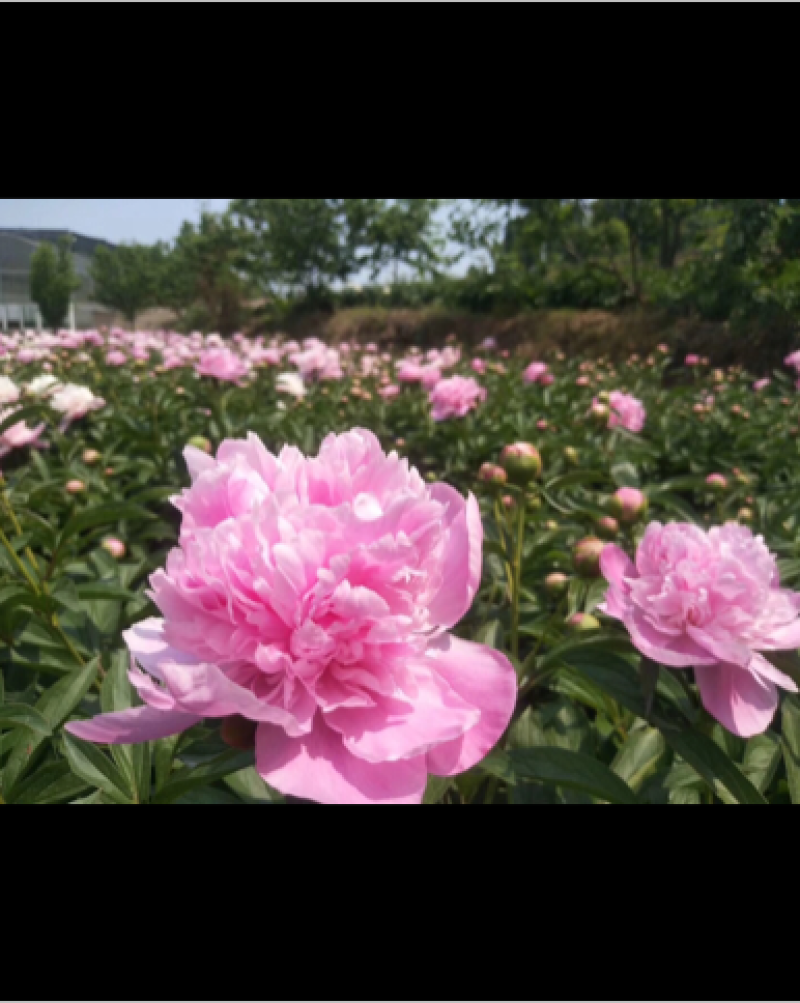 中江白芍重瓣川白芍红粉花白芍高观赏性白芍批发
