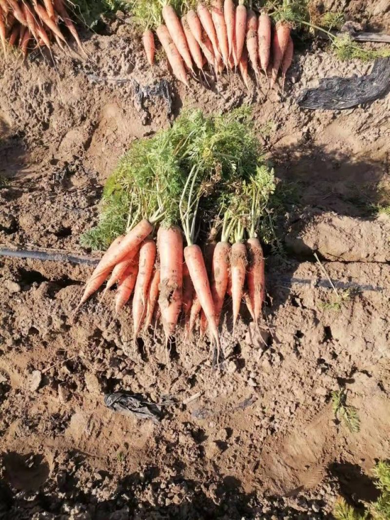 夏津县胡萝卜