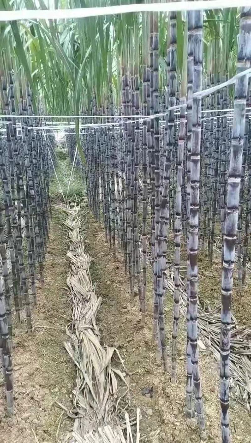 贵州青皮甘蔗，有需要的请联系我，高度两米7到3米