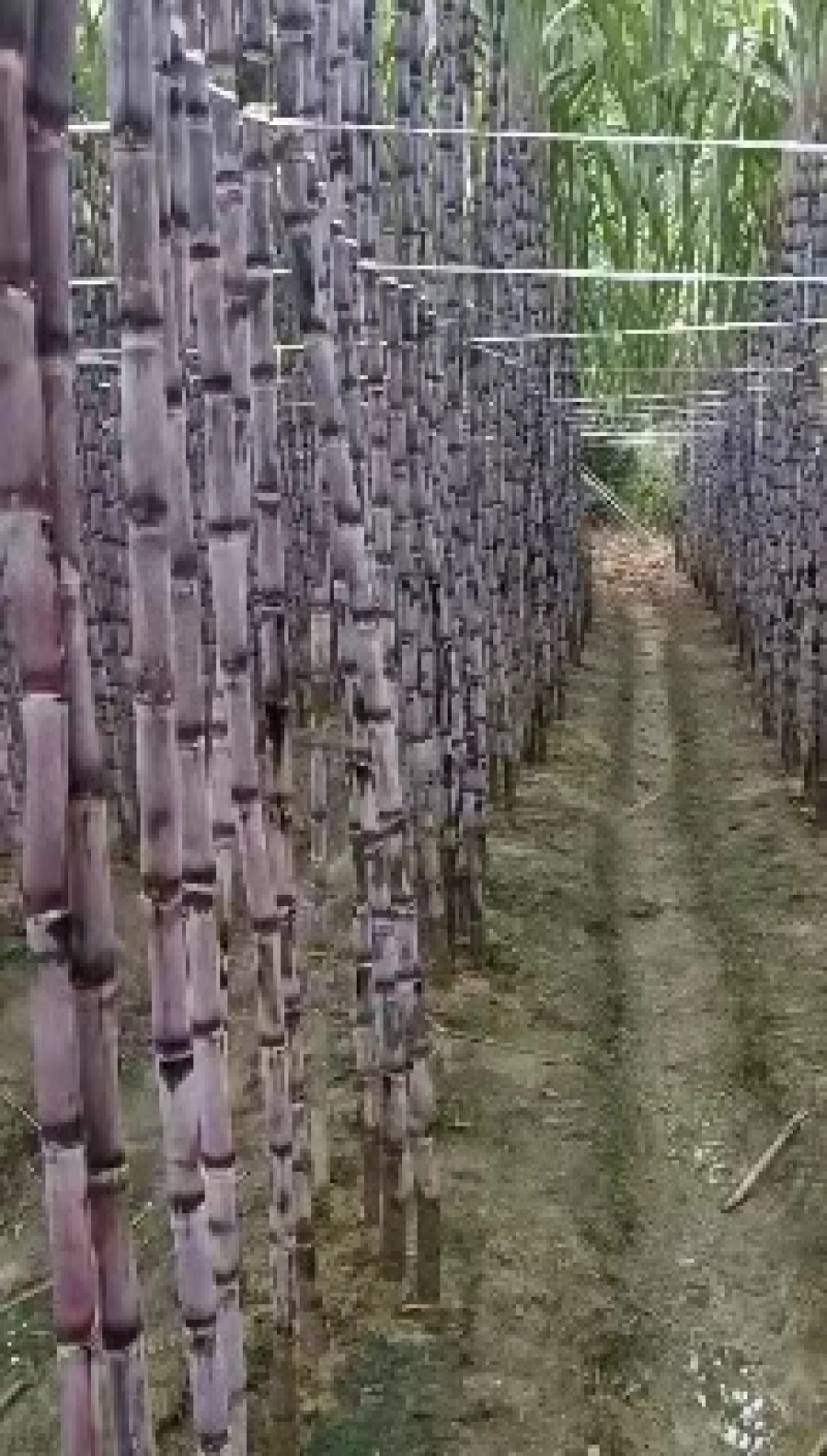 贵州青皮甘蔗，有需要的请联系我，高度两米7到3米