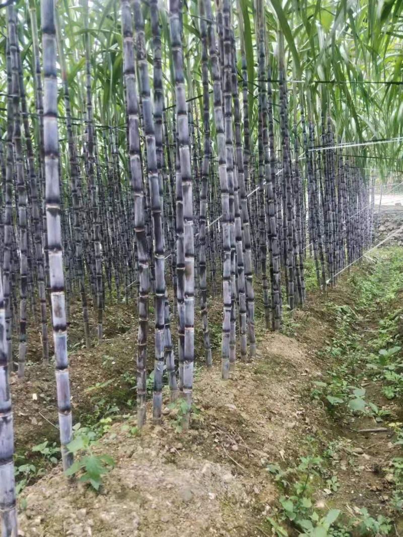 贵州青皮甘蔗，有需要的请联系我，高度两米7到3米