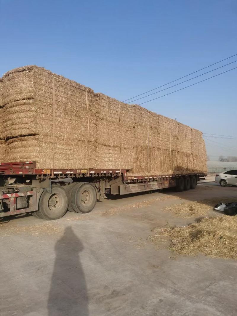 大牛场专供麦秸装卸方便单包700公斤长度3-5公分