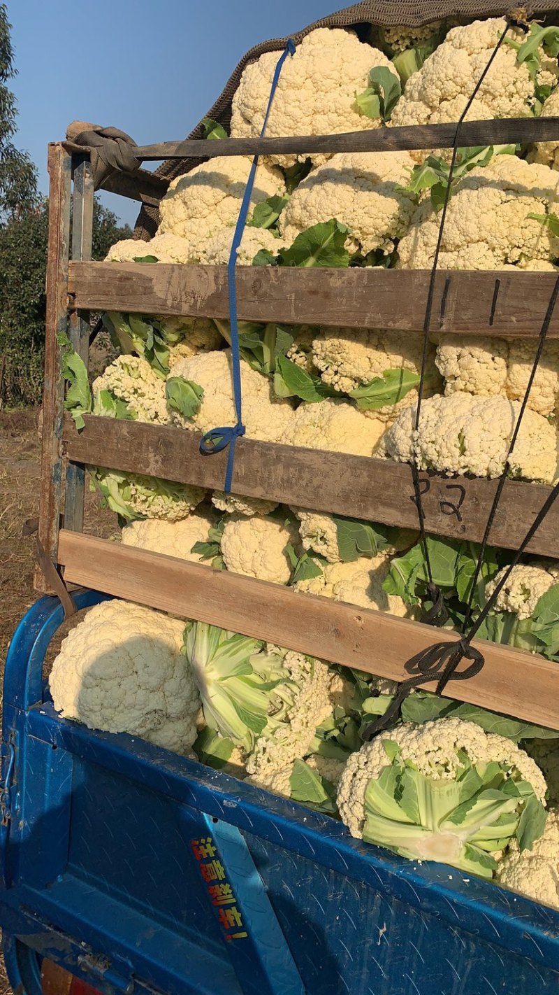 瑞安市登明蔬菜专为合作社