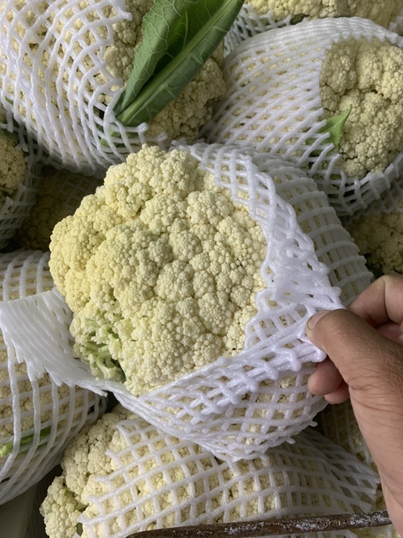 瑞安市登明蔬菜专为合作社