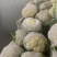 瑞安市登明蔬菜专为合作社