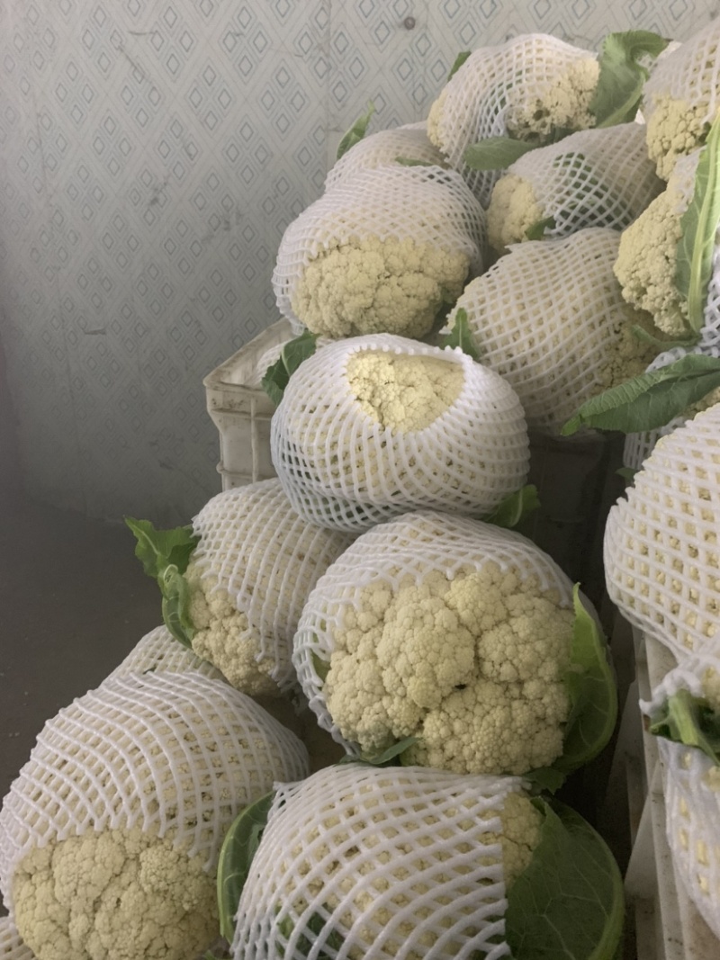 瑞安市登明蔬菜专为合作社