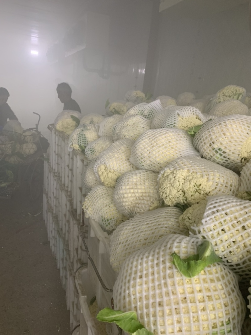 瑞安市登明蔬菜专为合作社