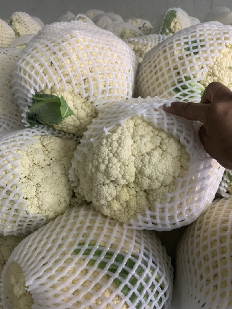 瑞安市登明蔬菜专为合作社