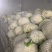 瑞安市登明蔬菜专为合作社