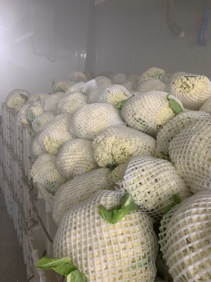 瑞安市登明蔬菜专为合作社