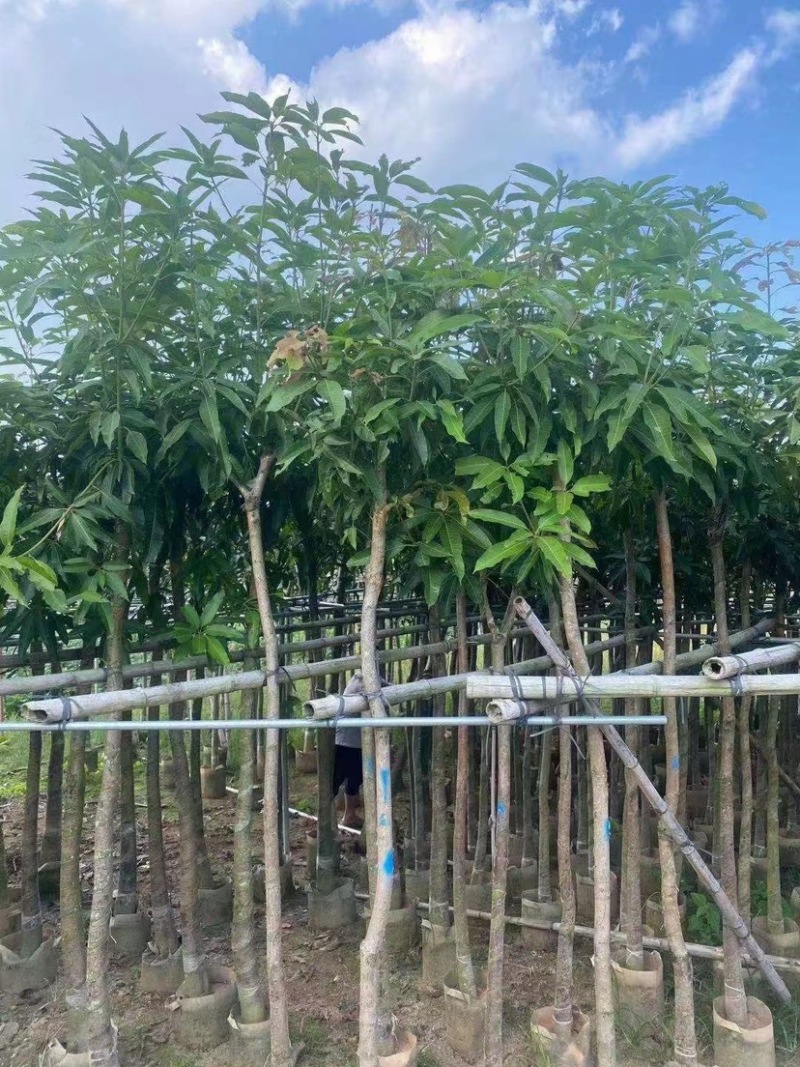 芒果树。各种规格齐全。支持视频看货欢迎联系