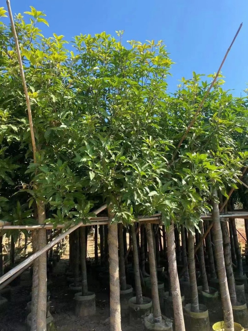 芒果树。各种规格齐全。支持视频看货欢迎联系