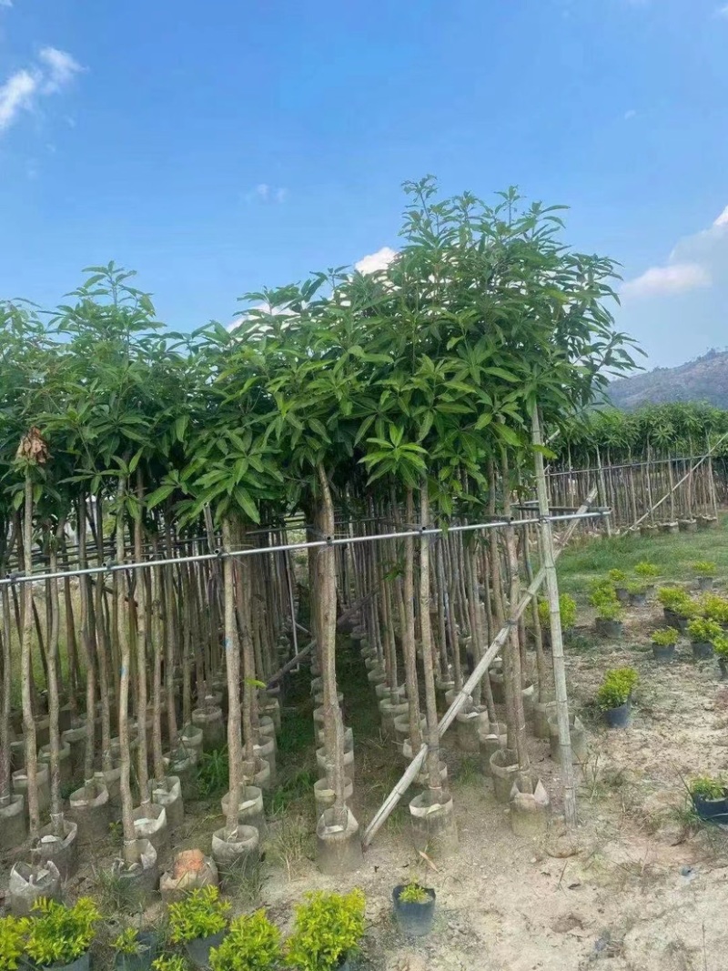 芒果树。各种规格齐全。支持视频看货欢迎联系