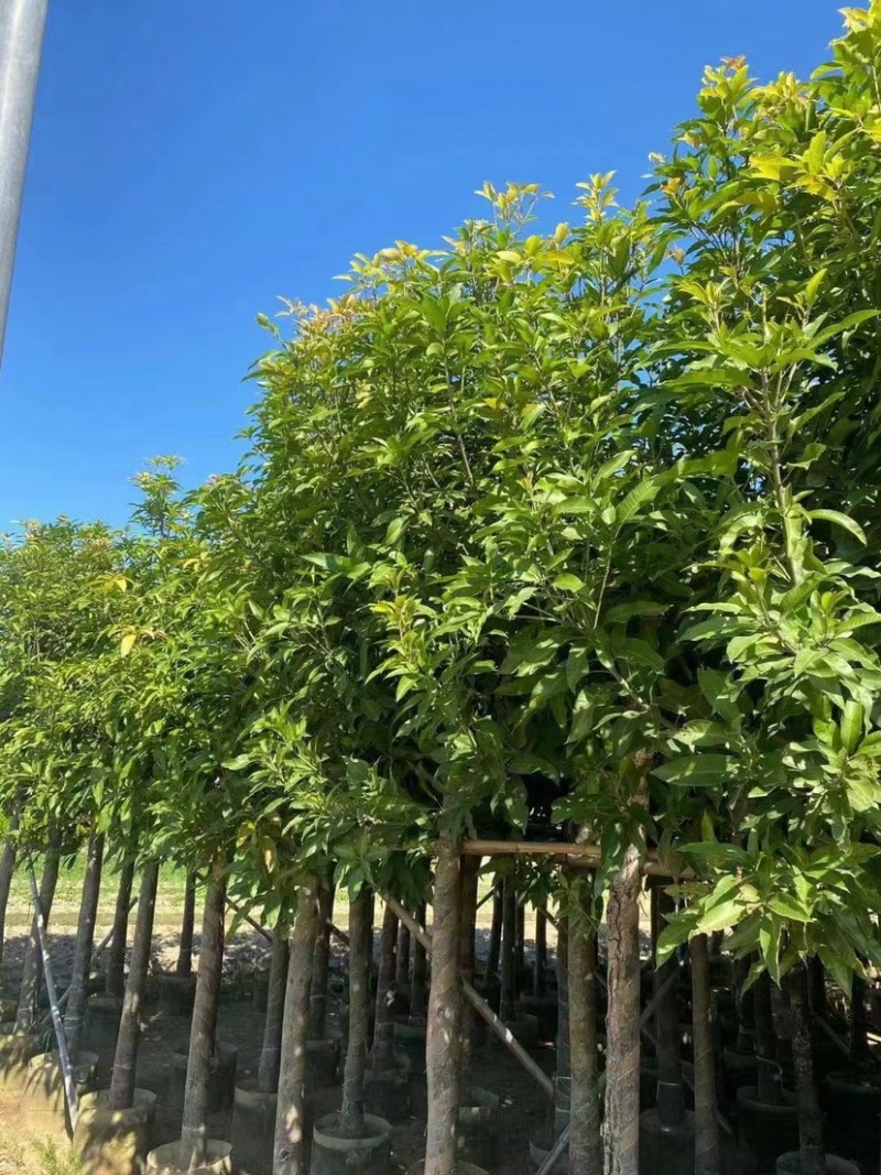 芒果树。各种规格齐全。支持视频看货欢迎联系