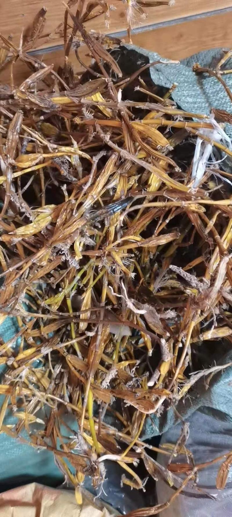 金果石斛干货