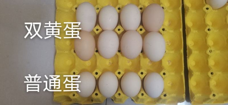 双簧鸡蛋双黄鸡蛋礼盒可批发可一件代发