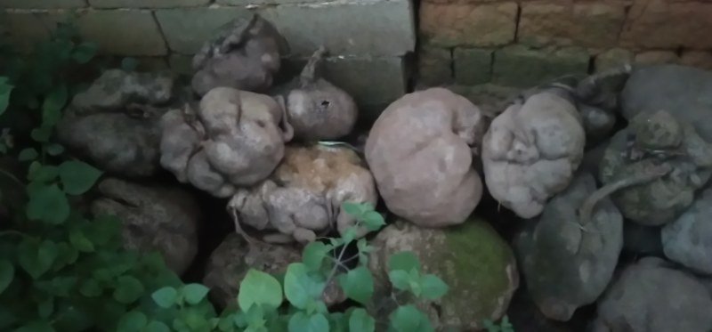山乌龟，金不换