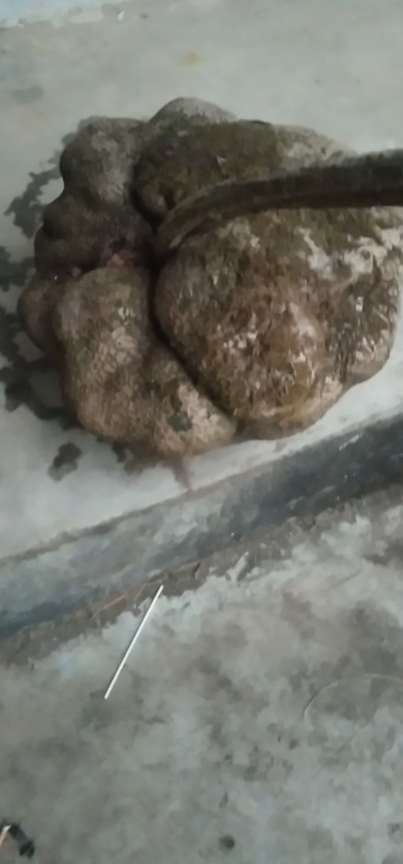 山乌龟，金不换