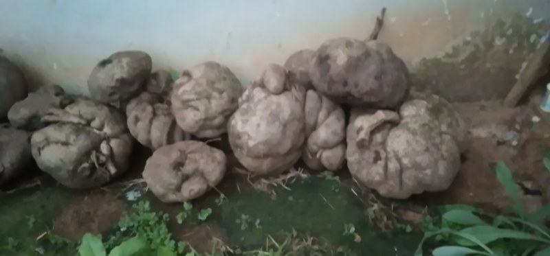 山乌龟，金不换
