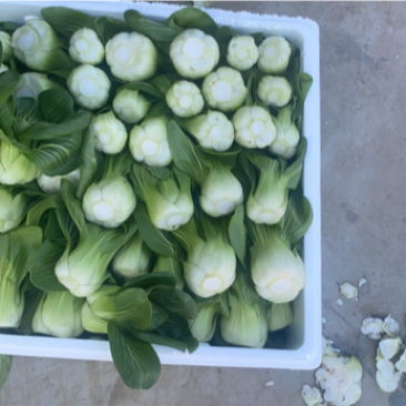 青梗黑叶菜