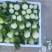 青梗黑叶菜