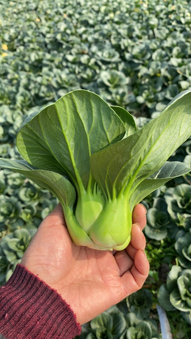 青梗黑叶菜