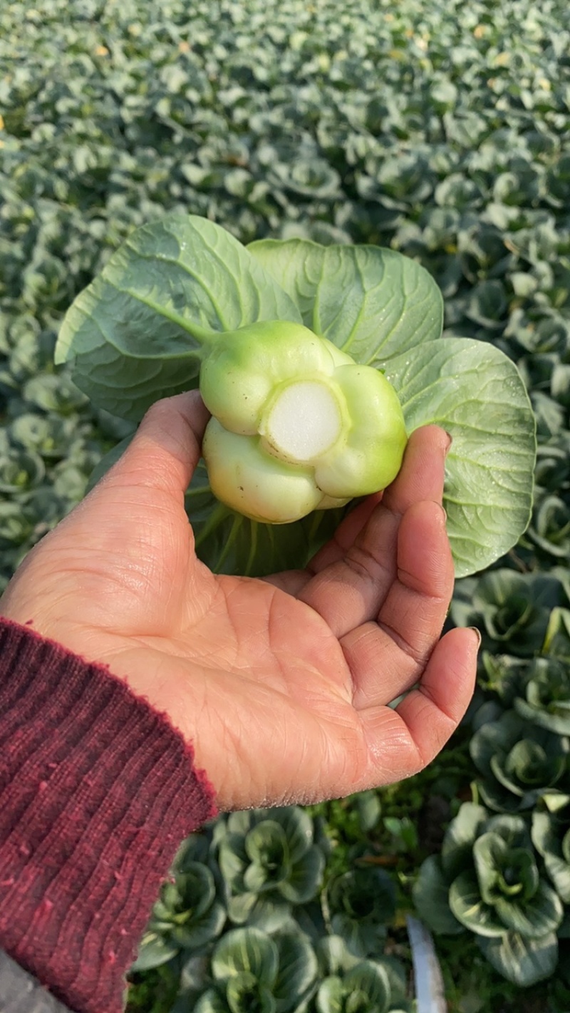 青梗黑叶菜