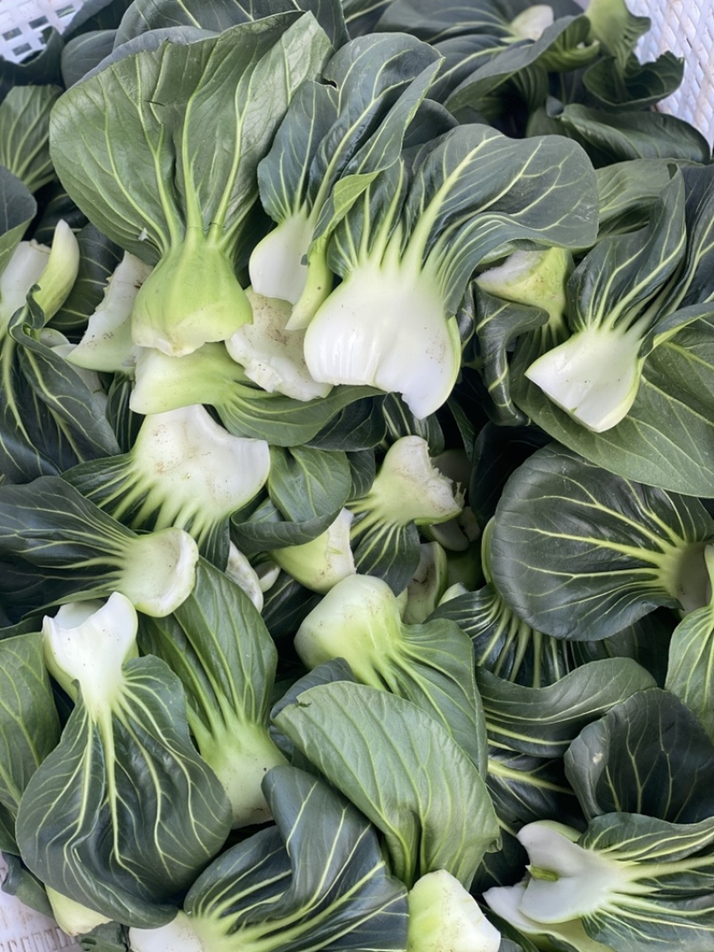 青梗黑叶菜