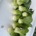 青梗黑叶菜