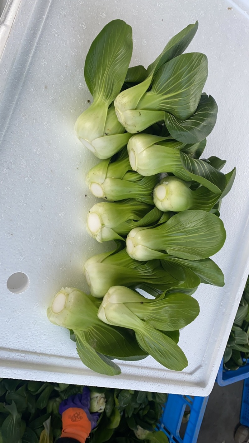 青梗黑叶菜