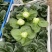 青梗黑叶菜