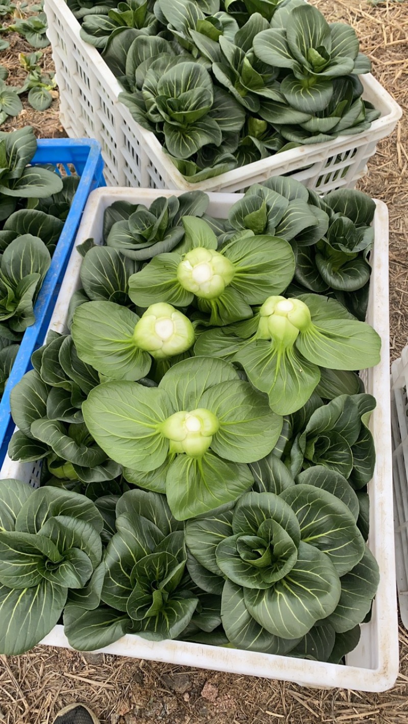 青梗黑叶菜