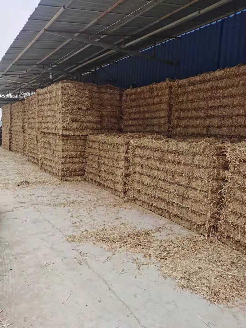 蘑菇厂专用菌草大捆包重1000斤质量达标