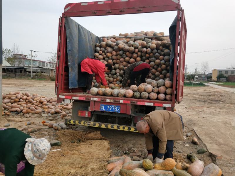 养殖南瓜食品厂南瓜食堂南瓜产地直供货源稳定