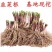韭菜根盆韭南宫黄韭韭菜产地批发全国一件代发
